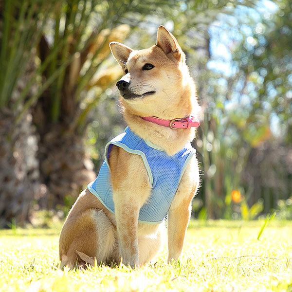 Väike jahutusvest lemmikloomadele